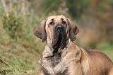FILA BRASILEIRO 011